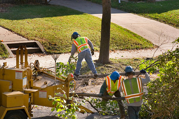 Best Tree Root Removal  in Albuquerque, NM